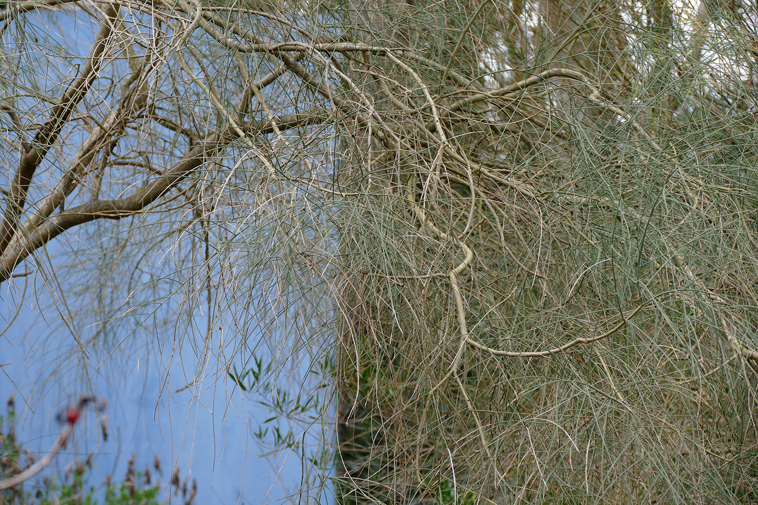 Lucile Bertrand - Blue wall