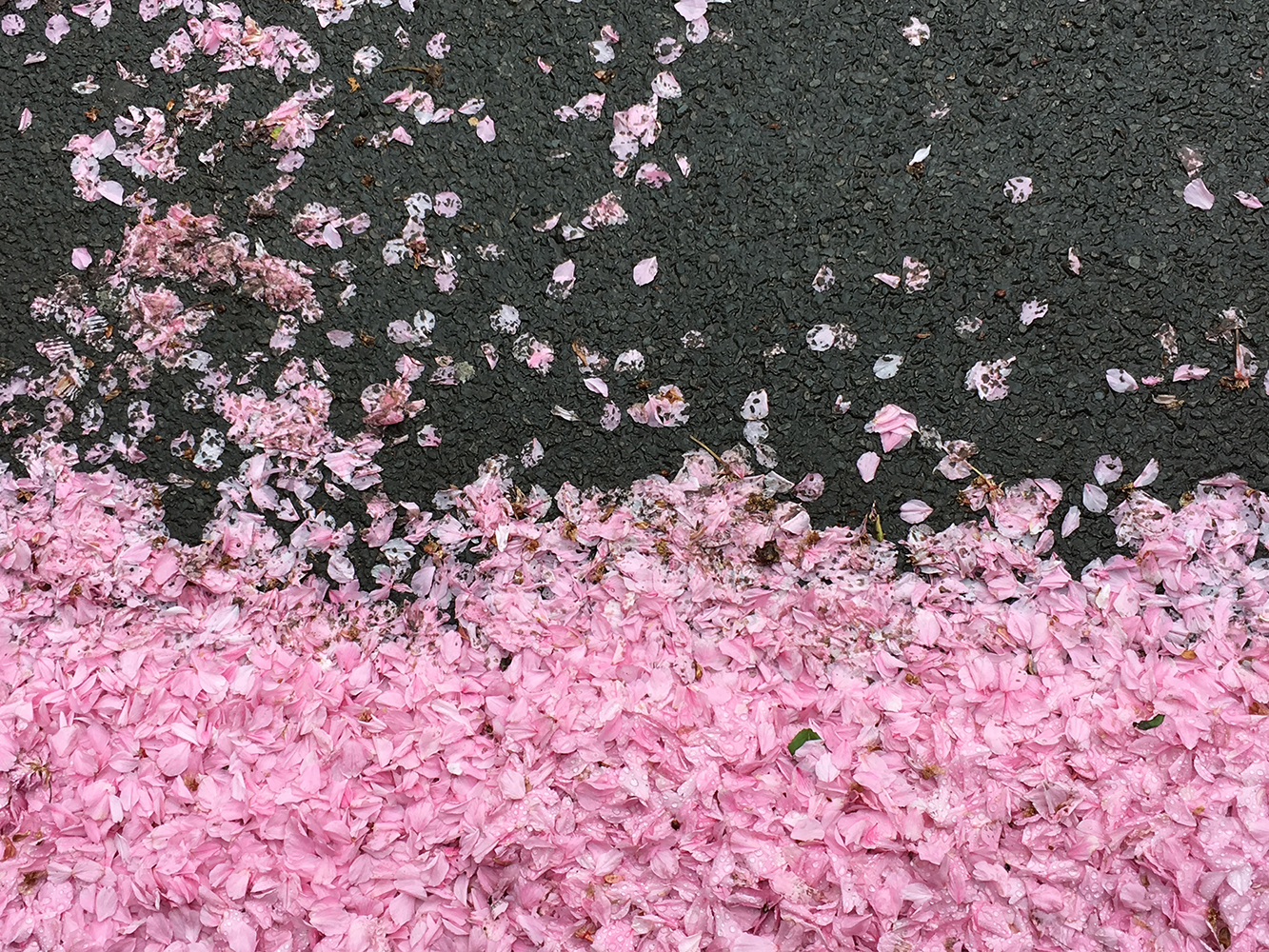 Lucile Bertrand - Fallen petals
