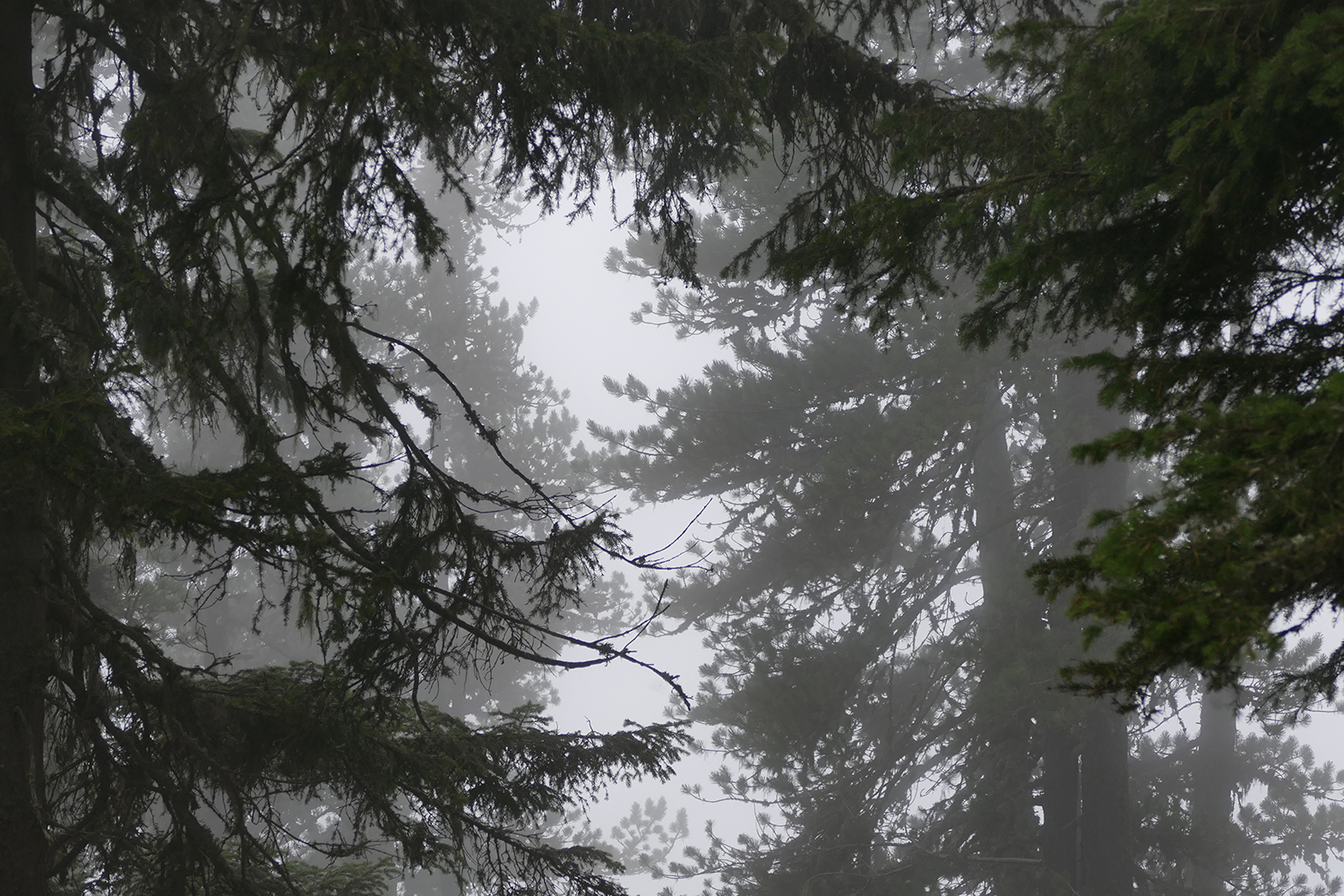 Lucile Bertrand - Pine trees in fog
